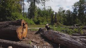 How Our Tree Care Process Works  in  Northwest Harwich, MA