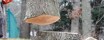 Best Tree Maintenance Programs  in Northwest Harwich, MA