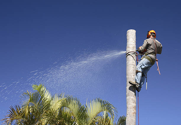 Best Arborist Consultation Services  in Northwest Harwich, MA