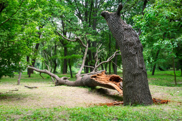 Best Hazardous Tree Removal  in Northwest Harwich, MA