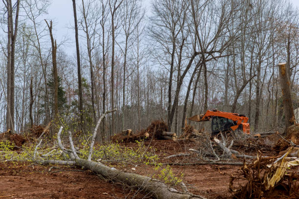 Reliable Northwest Harwich, MA Tree Care Solutions