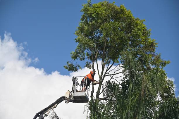 Best Tree Health Inspection  in Northwest Harwich, MA
