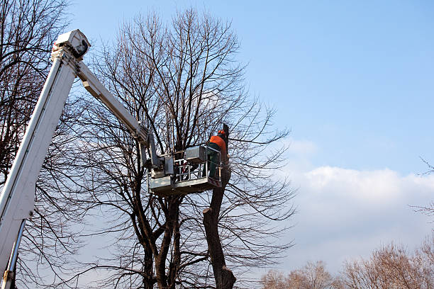 Leaf Removal in Northwest Harwich, MA